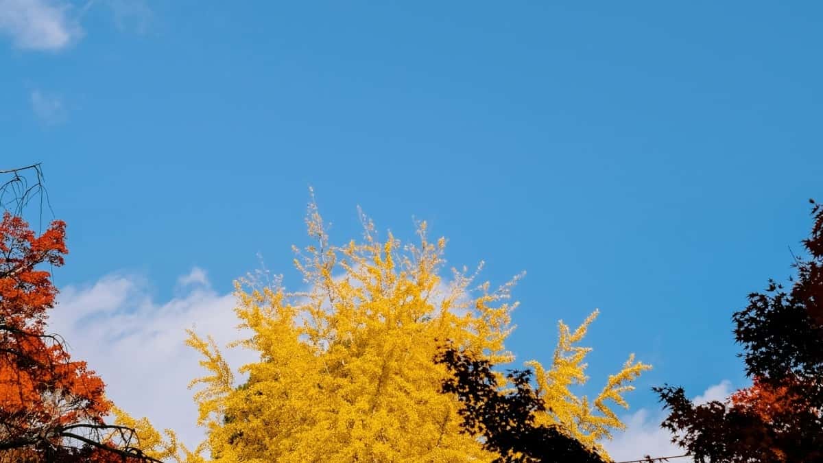How Instagram Influencers Can Land Philippines Brand Deals in 2025