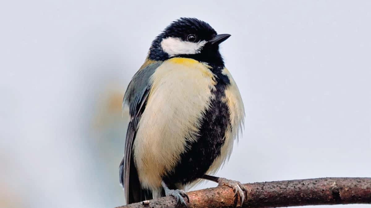 Canadian advertisers: Find Uzbek HBO Max creators fast