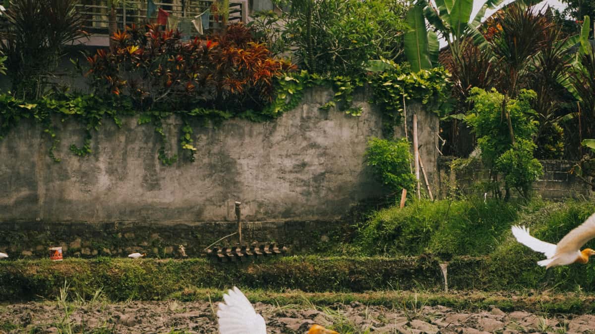 Nepal Xiaohongshu micro-influencers: a practical guide