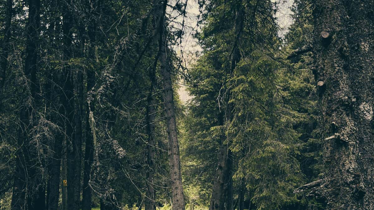Canadian creators: Reach brands on Clubhouse — get ambassador roles